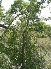 Commiphora