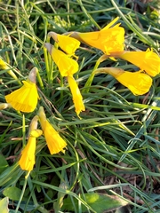 Narcissus obesus