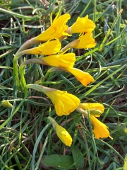 Narcissus obesus