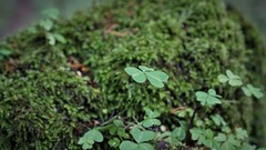 Oxalis alpina
