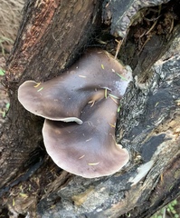 Pleurotus australis