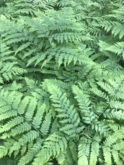 Pteridium pinetorum