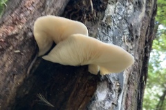 Pleurotus australis
