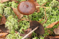 Psilocybe fuscofulva