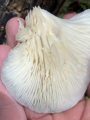 Pleurotus australis