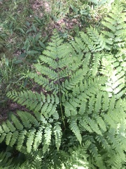 Pteridium pinetorum