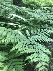 Pteridium pinetorum