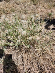 Vittadinia pterochaeta