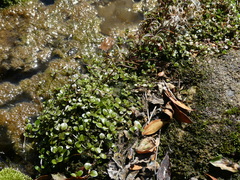 Epilobium nerteroides