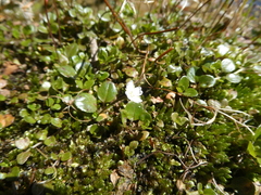 Epilobium nerteroides