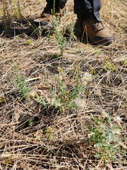 Vittadinia pterochaeta