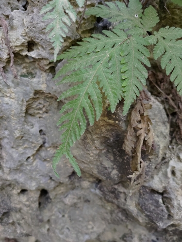 Tectaria membranacea, photograph 2