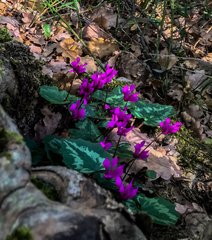 Cyclamen repandum