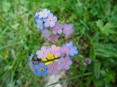 Myosotis sylvatica