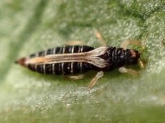 Heliothrips haemorrhoidalis