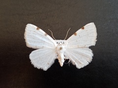 Lomographa bimaculata