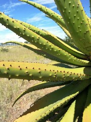Aloe marlothii