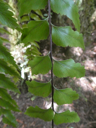 Asplenium polyodon
