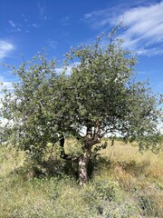 Commiphora mollis