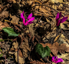 Cyclamen repandum