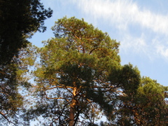 Pinus sylvestris