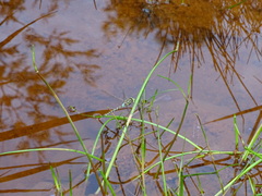 Zosteraeschna minuscula