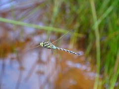 Zosteraeschna minuscula