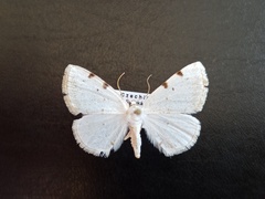 Lomographa bimaculata