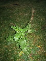 Rumex obtusifolius