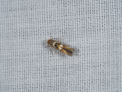 Hieromantis ephodophora