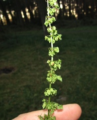 Rumex obtusifolius