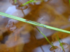 Pseudagrion hageni