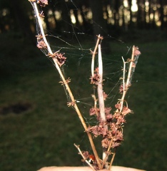 Rumex obtusifolius