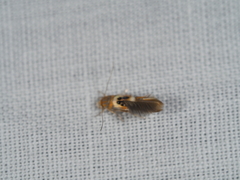 Hieromantis ephodophora