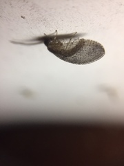 Wesmaelius subnebulosus