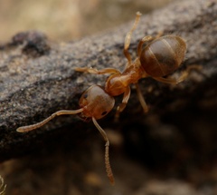 Prolasius