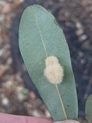 Druon quercuslanigerum