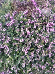 Erica carnea