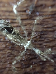 Stenolemus fraterculus