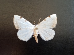 Lomographa bimaculata