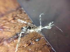 Stenolemus fraterculus