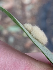 Druon quercuslanigerum