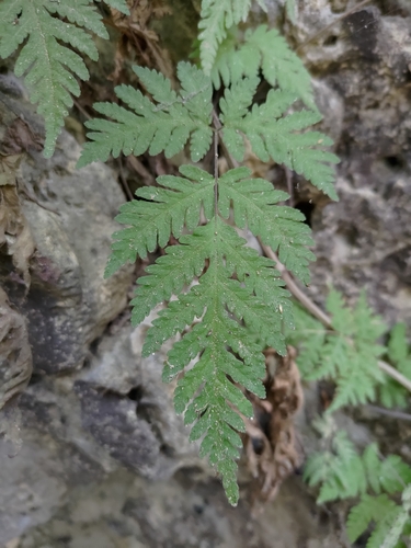 Tectaria membranacea, photograph 3