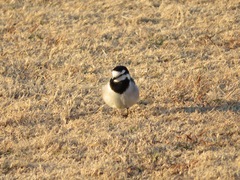 Motacilla alba lugens