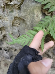 Tectaria devexa