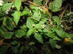 Galinsoga quadriradiata