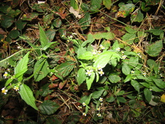 Galinsoga quadriradiata