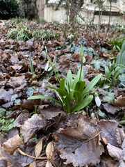 Galanthus woronowii