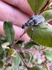 Pachyura australis