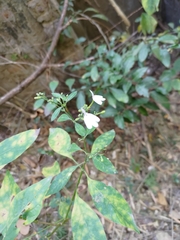 Rhinacanthus nasutus